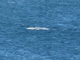 obrovská ocasní ploutev zrovna zajížděla pod hladinu, když byl náš foťák schopný podruhé cvaknout :-( | Australia - Velryby - 19.6.2010